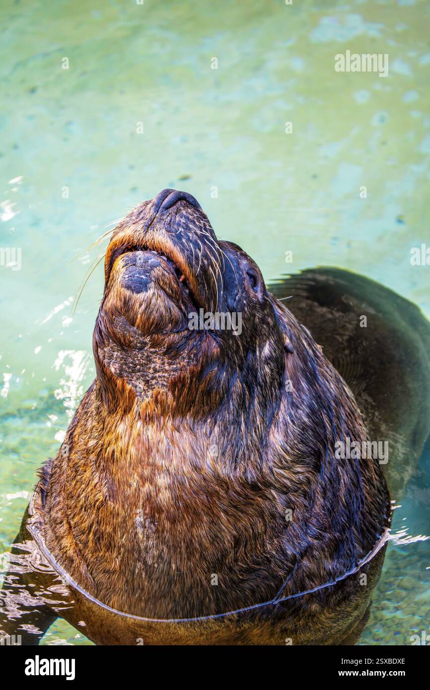 Otaria flavescens, un lion de mer d'Amérique du Sud ludique, fait surface avec un museau mouillé et mouillé, révélant une fourrure humide élégante dans un moment de grâce aquatique Banque D'Images