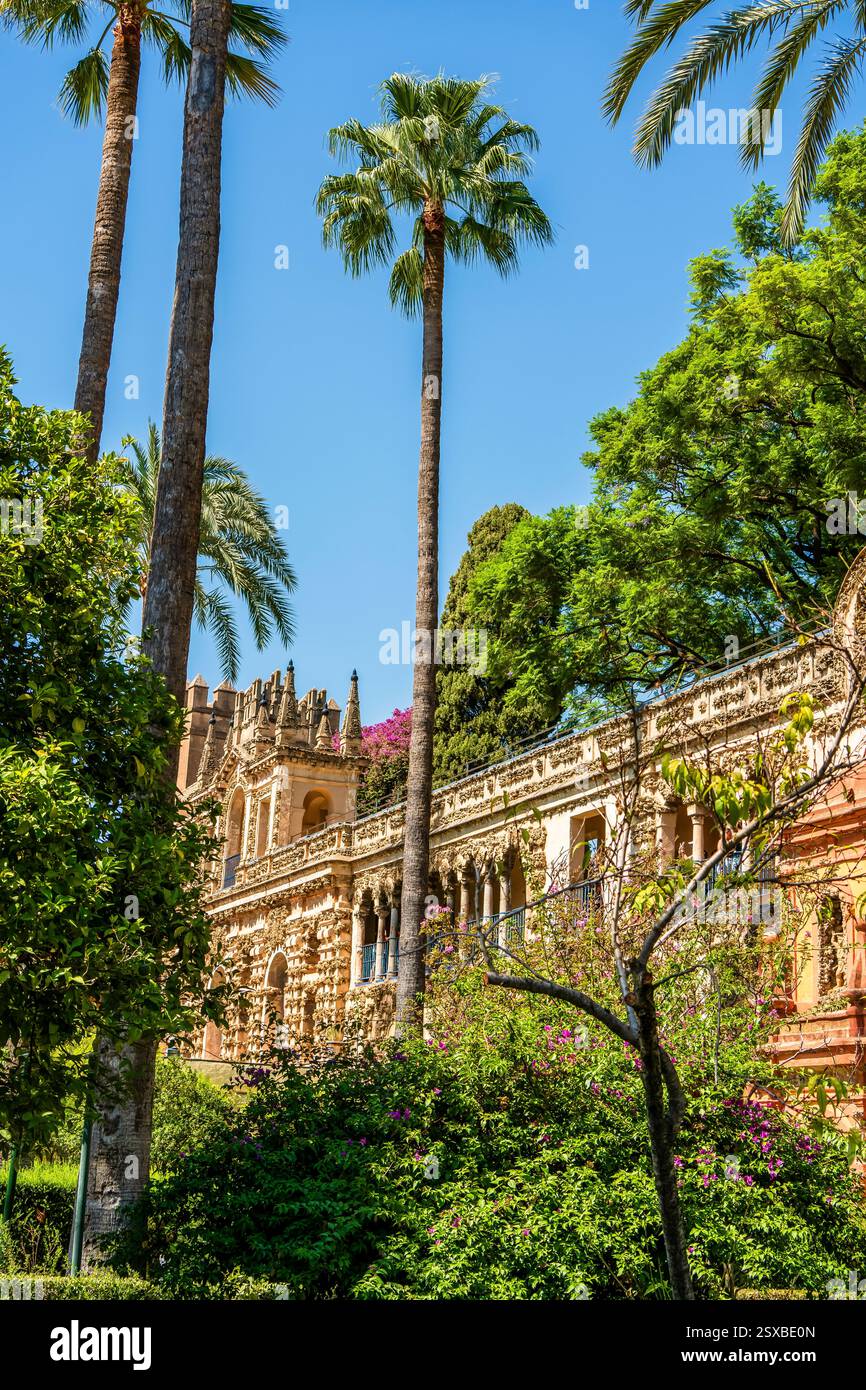 Galería de los Grutescos dans le Royal Alcázar de Séville : grotesques Renaissance ombragés de palmiers au milieu de la majesté intemporelle et de la splendeur royale d'Espagne Banque D'Images