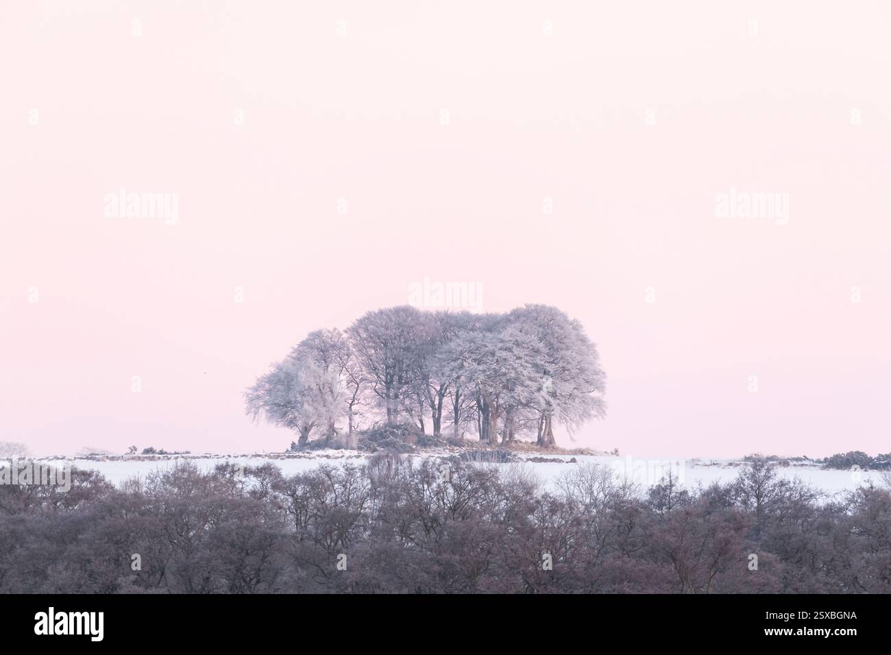 Rime glace sur un groupe d'arbres contre un ciel rose au lever du soleil un matin froid d'hiver Banque D'Images