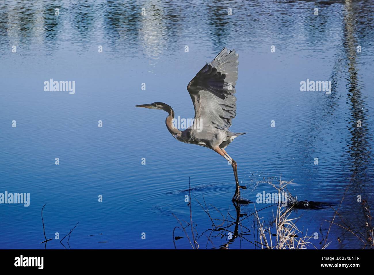 Le majestueux Grand Héron s'envole de l'eau : prise de vue d'action haute résolution ultra-nette Banque D'Images