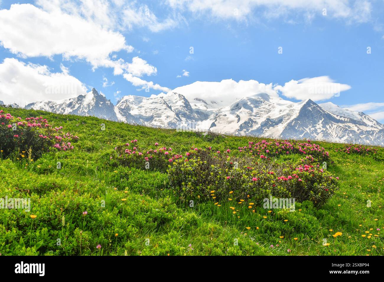 Alpenroses en fleurs (Rhododendron ferrugineum) sur le plateau de Planpraz dans les aiguilles rouges, avec le massif du Mont Blanc en arrière-plan, Chamonix, France Banque D'Images
