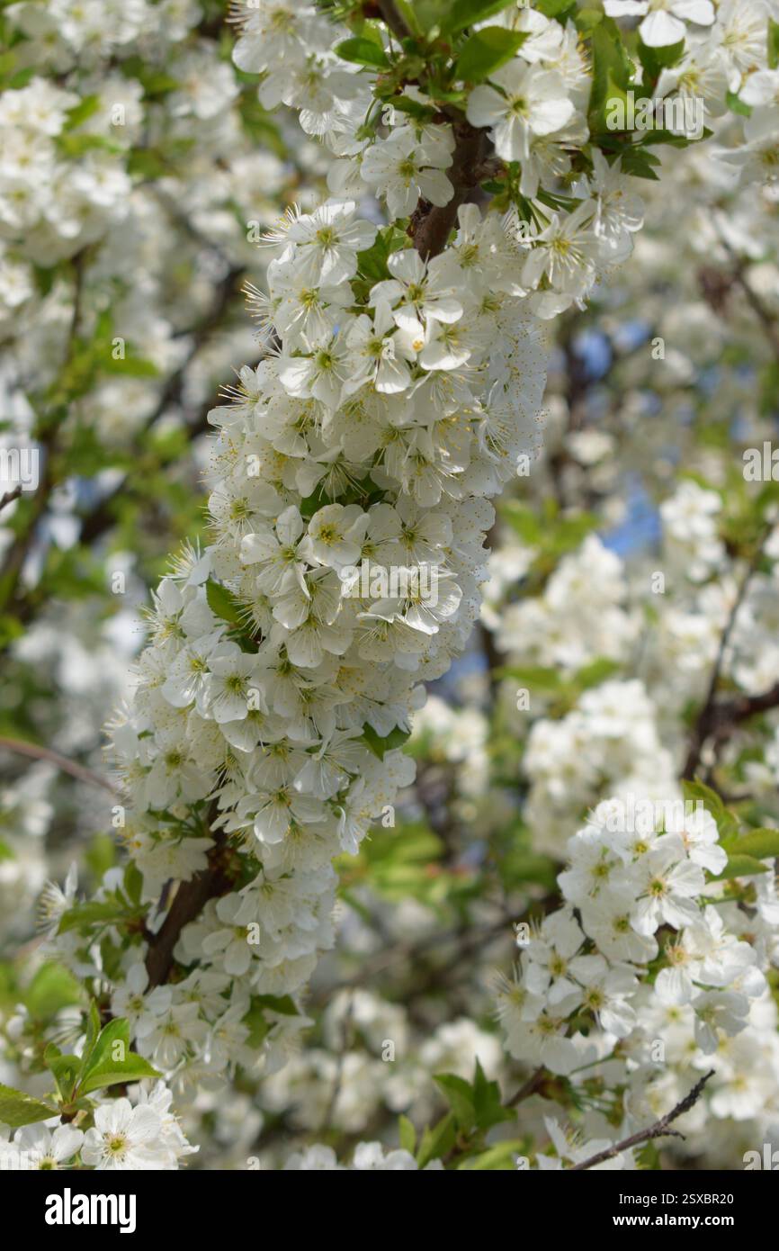 La beauté délicate du printemps avec une vue rapprochée des cerisiers blancs en fleurs sur une branche d'arbre. Les fleurs sont en forme d'étoile, avec des étamines jaunes et lu Banque D'Images