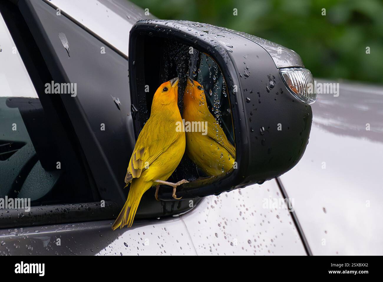 Finch safran (Sicalis flaveola) attaquant son reflet dans un rétroviseur de voiture, Manizales, Colombie Banque D'Images