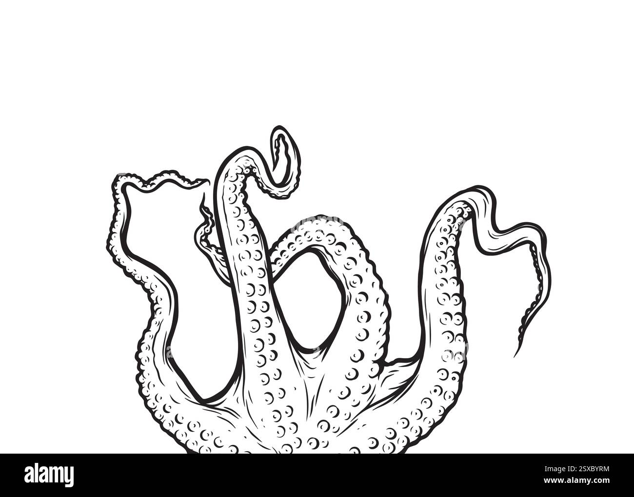 Illustration vectorielle Octopus. Tentacules de pieuvre atteignant vers le haut, parties du corps d'animaux marins ressemblant à des calmars dépassant du cadre, coupées pour la nourriture Illustration de Vecteur