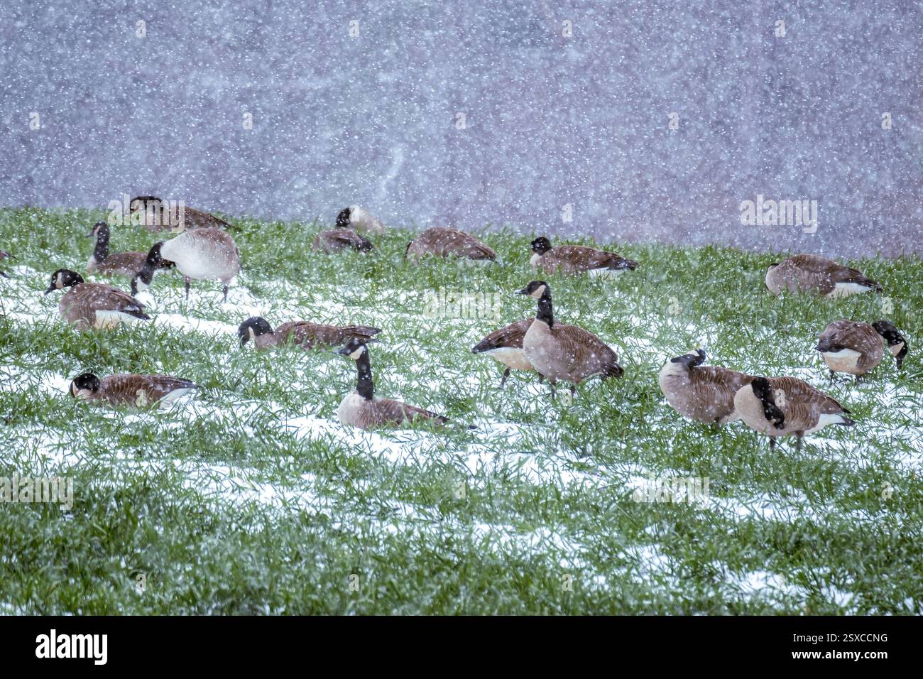 Un bâillon d'oies du Canada dans la neige. cela a décidé de ne pas voler vers le sud pour l'hiver. Raleigh, Caroline du Nord. Banque D'Images
