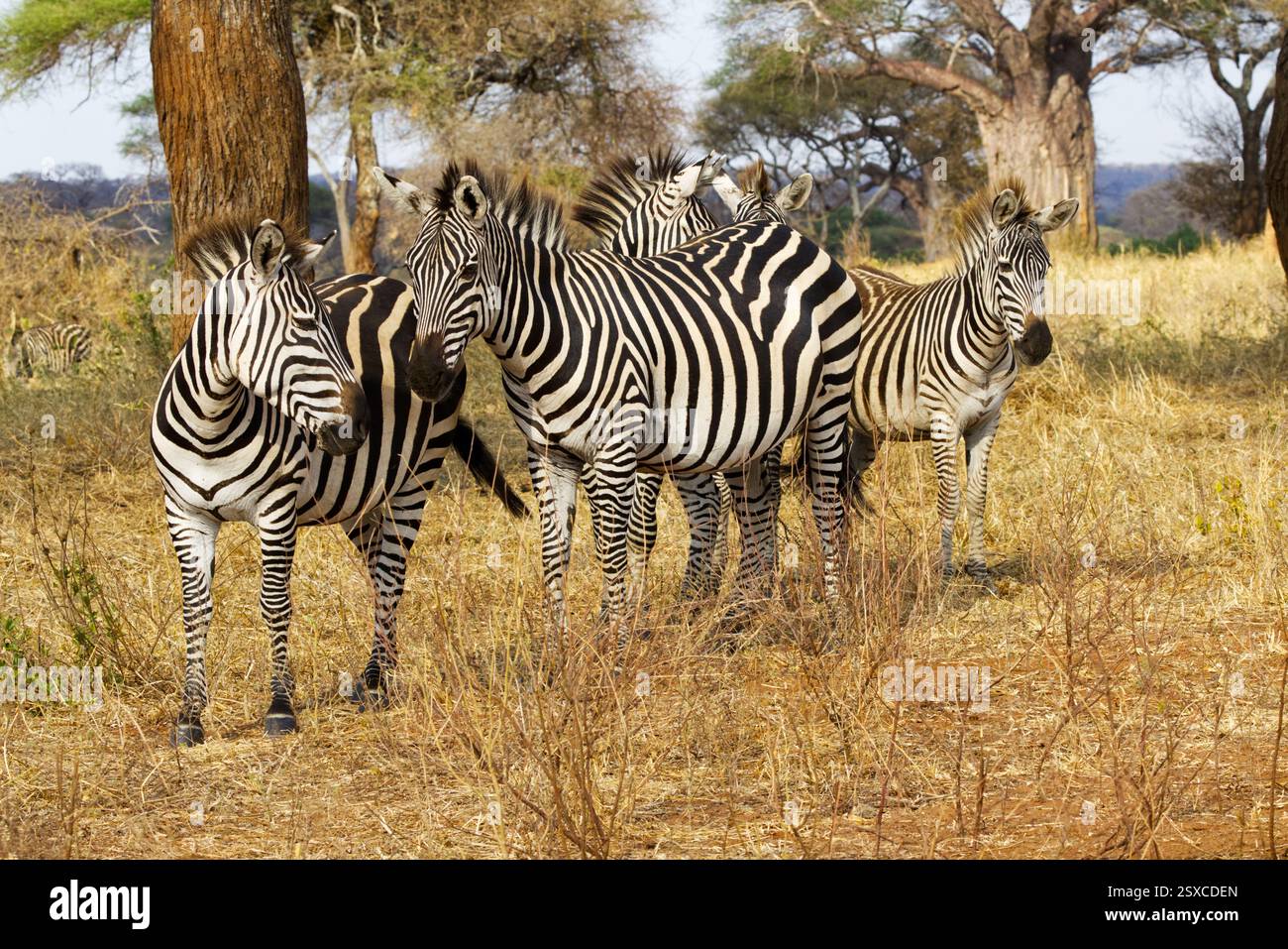 Un groupe de quatre zèbres des plaines (Equus quagga, anciennement Equus burchellii) photographiés dans le parc national de Tarangire, Tanzanie, Afrique Banque D'Images