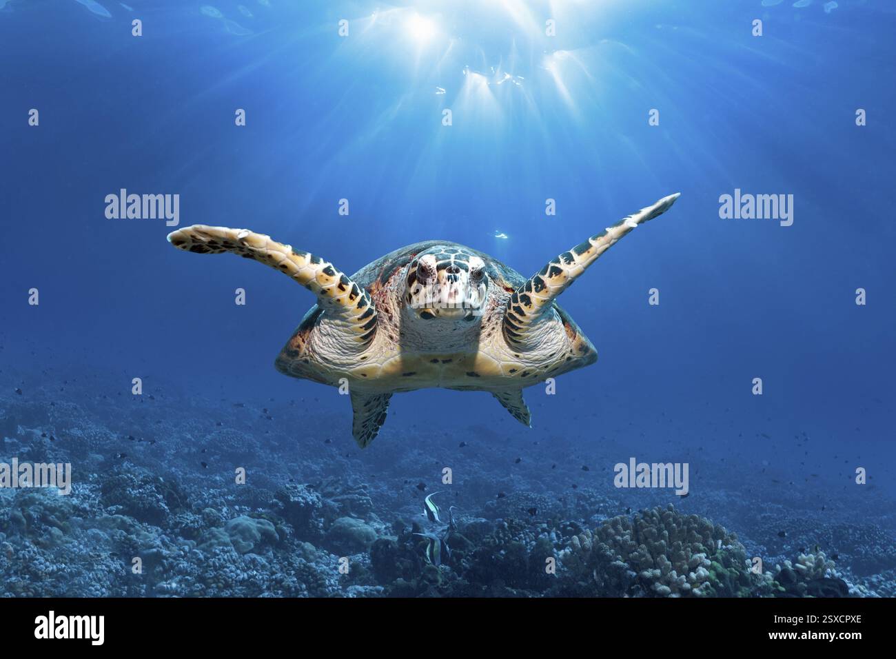 Tortue verte (Chelonida mydas) nageant en contre-jour au-dessus du récif corallien, réserve de biosphère de l'atoll de Fakarava, archipel des Tuamotu, Polynésie française, Sud P Banque D'Images