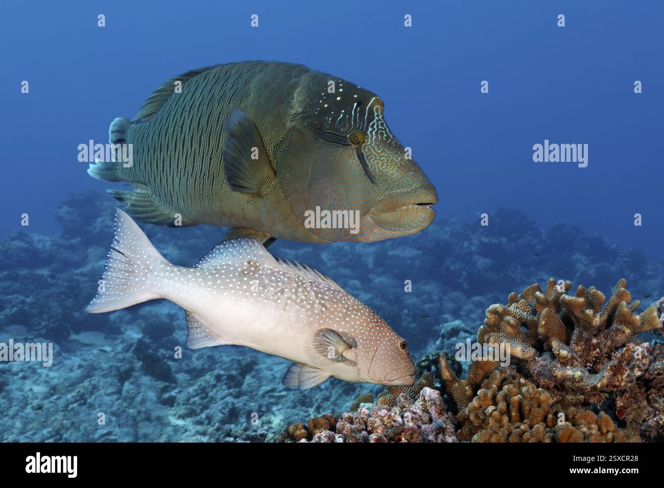 Perche de truite léopard (Plectropomus leopardus), associée à Napoléon wrasse (Cheilinus undulatus), archipel des Tuamotu, Polynésie française, Sud Paci Banque D'Images