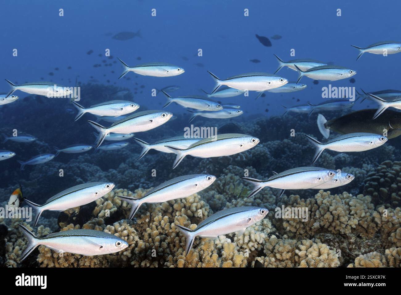 Essaim de fusiliers rayés bleus (tuile Pterocaesio) nageant au-dessus du récif corallien pierreux, archipel des Tuamotu, Polynésie française, Pacifique Sud, Océan Pacifique Banque D'Images