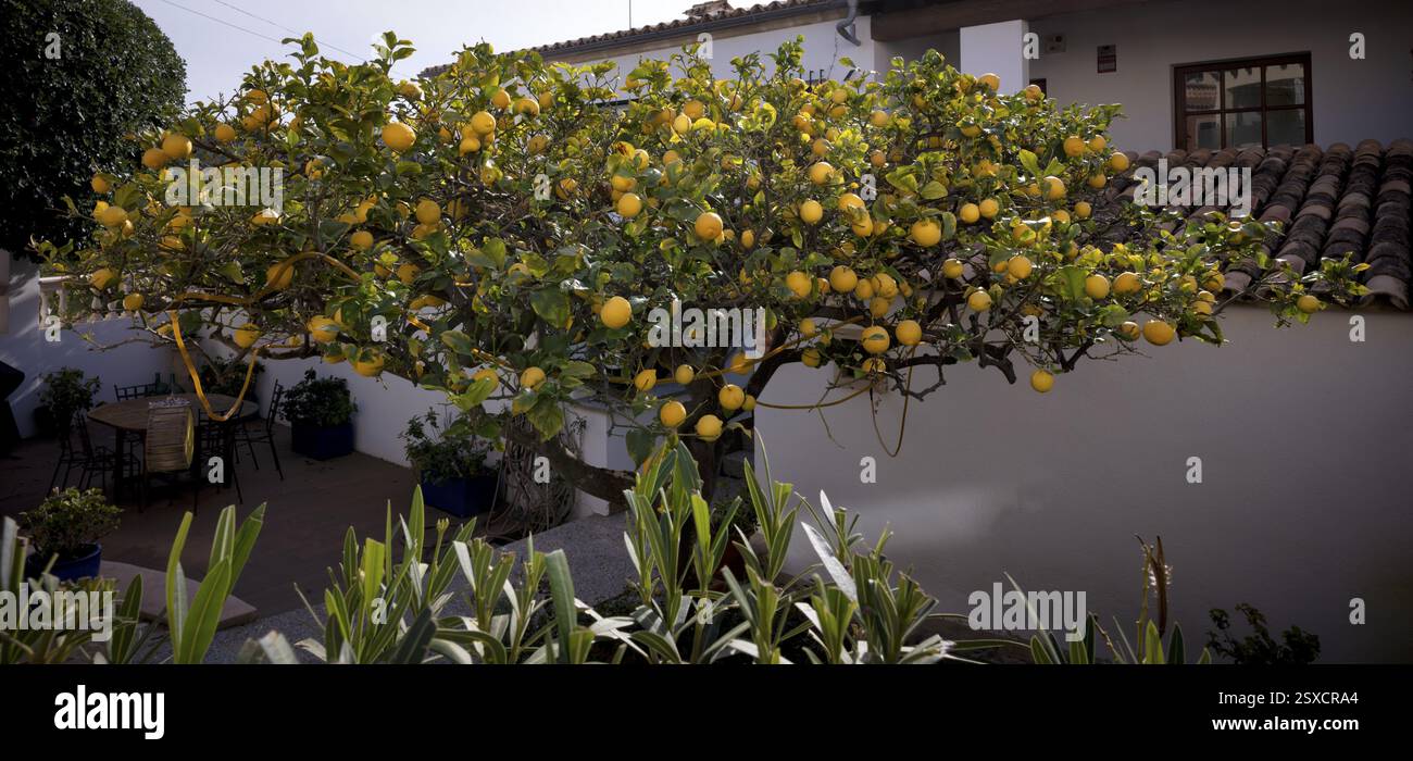 Citronnier avec des fruits, Sant Elm, San Telmo, Andratx, Majorque, îles Baléares, Îles Baléares, Espagne, Europe Banque D'Images