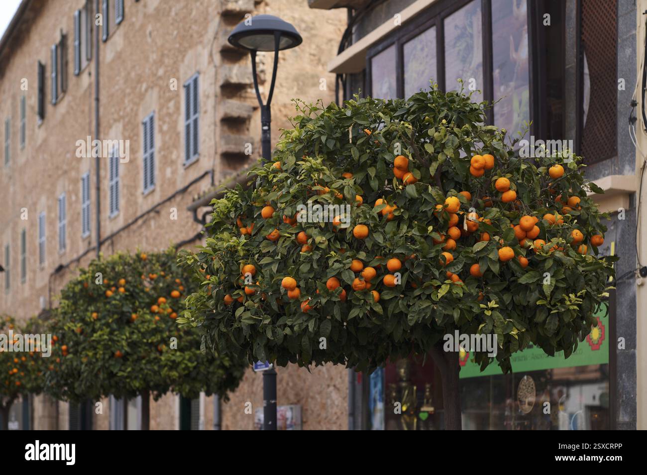 Orangers bordent la rue principale, Santa Maria del Cami, Calvia, Majorque, Îles Baléares, Îles Baléares, Espagne, Europe Banque D'Images