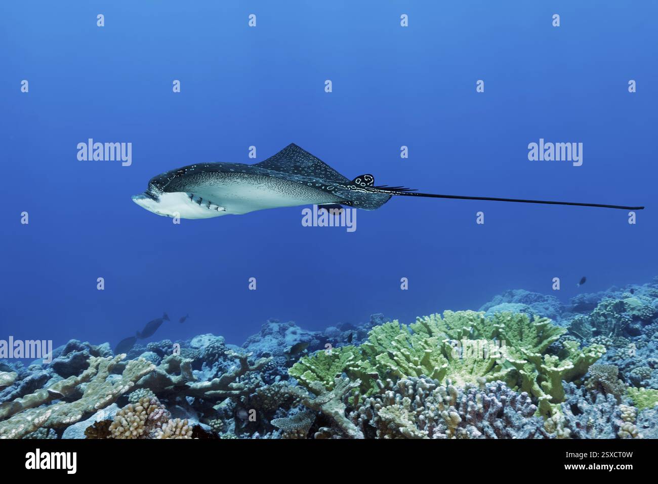Raie aigle tachetée (Aetobatus narinari), nageant près du récif corallien, réserve de biosphère de l'archipel des Tuamotu, Polynésie française, Pacifique Sud, Pacifi Banque D'Images