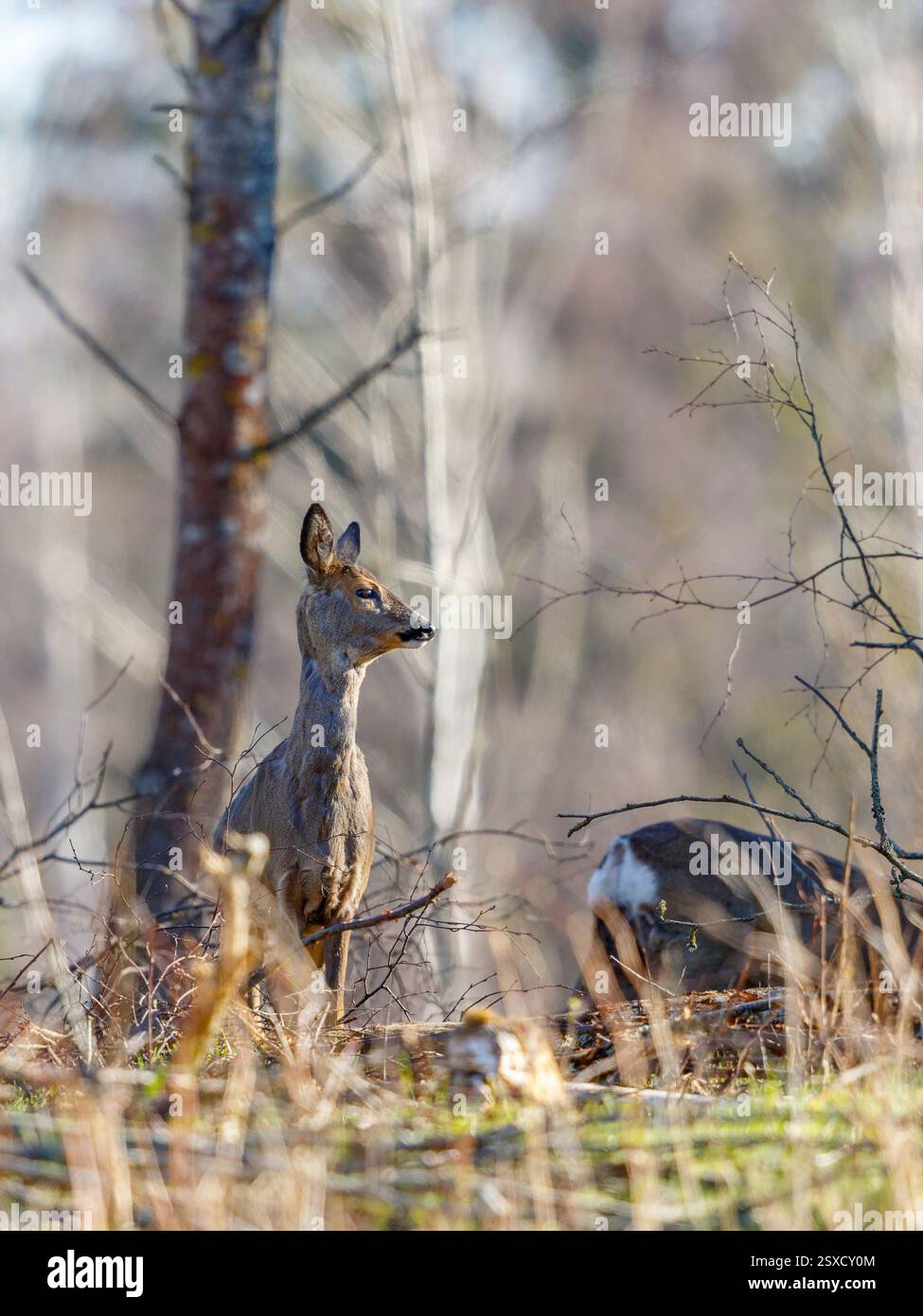 Roe cerfs dans la forêt Banque D'Images