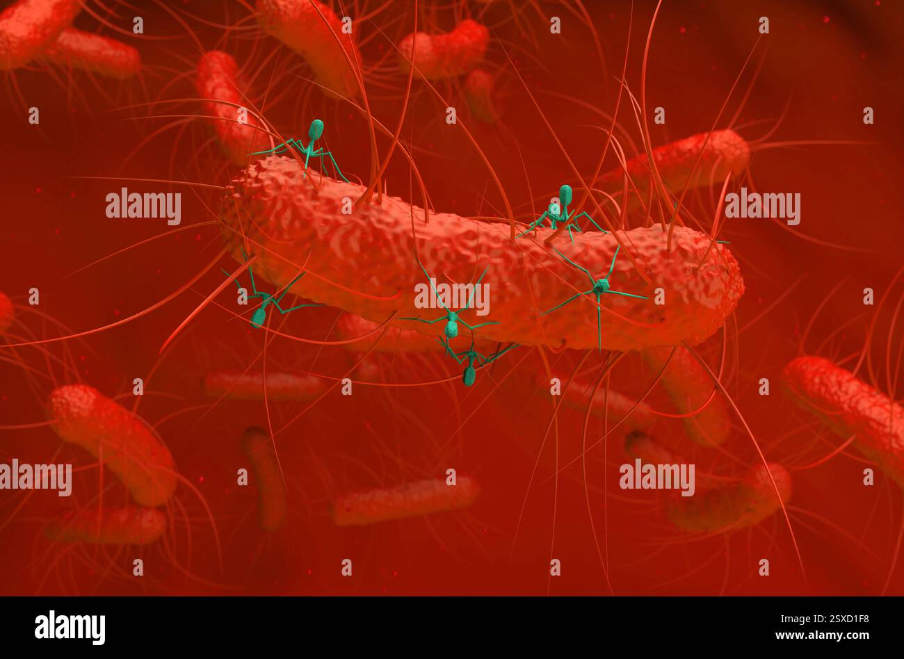 Les virus bactériophages attaquent les bactéries - vue isométrique illustration 3D. Banque D'Images