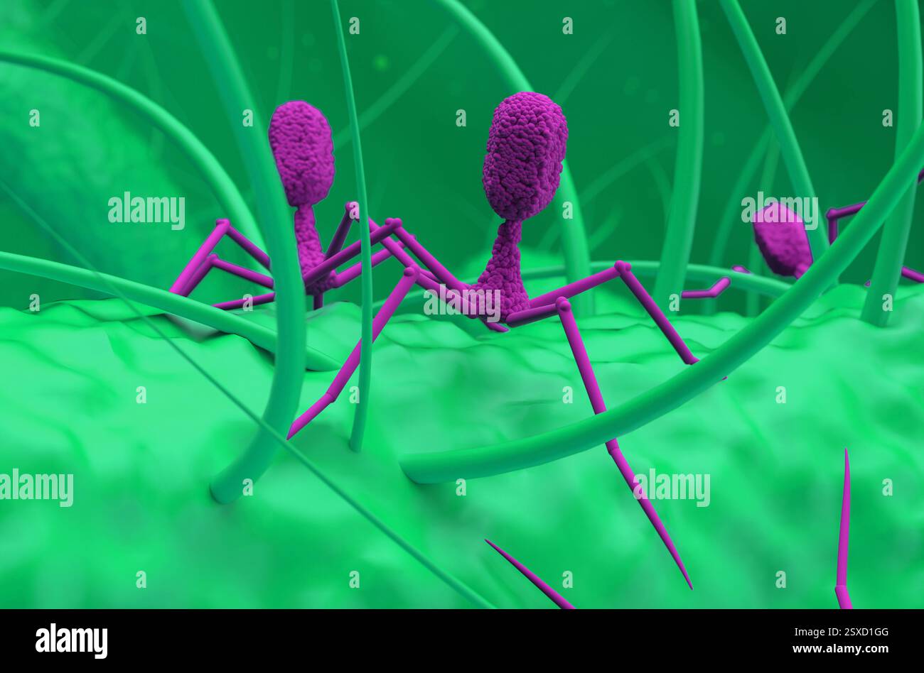 Les virus bactériophages attaquent les bactéries - gros plan vue illustration 3D. Banque D'Images