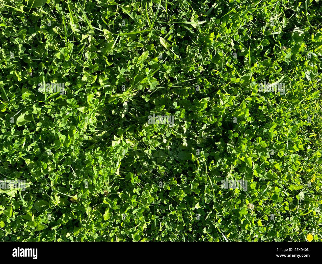 Champ d'herbe vert vif avec beaucoup de feuilles de trèfle le jour ensoleillé, vue de dessus en bas. Fond texturé doux de trèfle à trois feuilles. Symbole de l'Irlande Banque D'Images