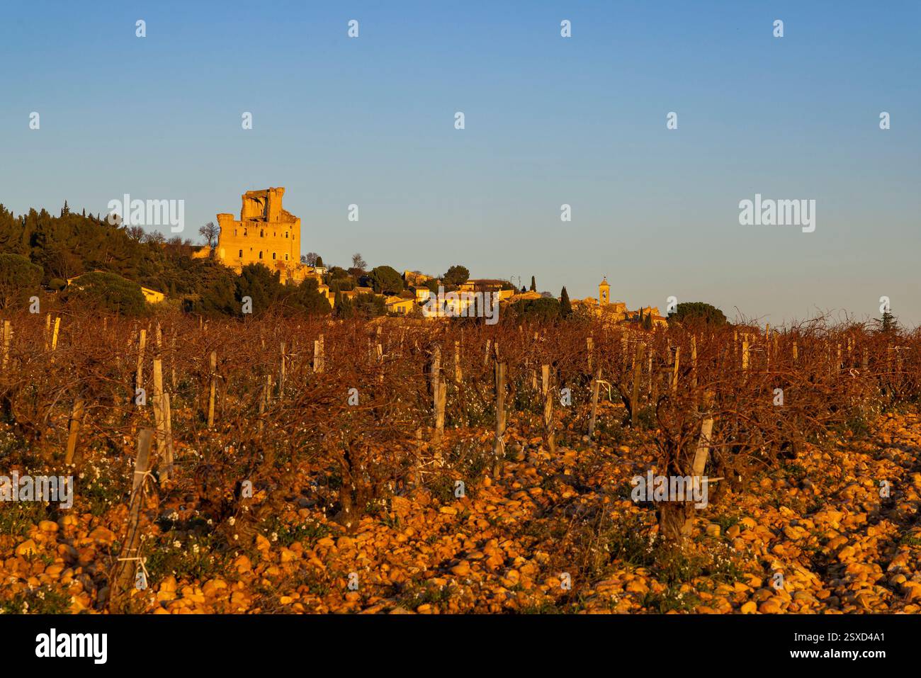 Vignoble typique avec des pierres près de Châteauneuf-du-Pape, Côtes du Rhône, France Banque D'Images