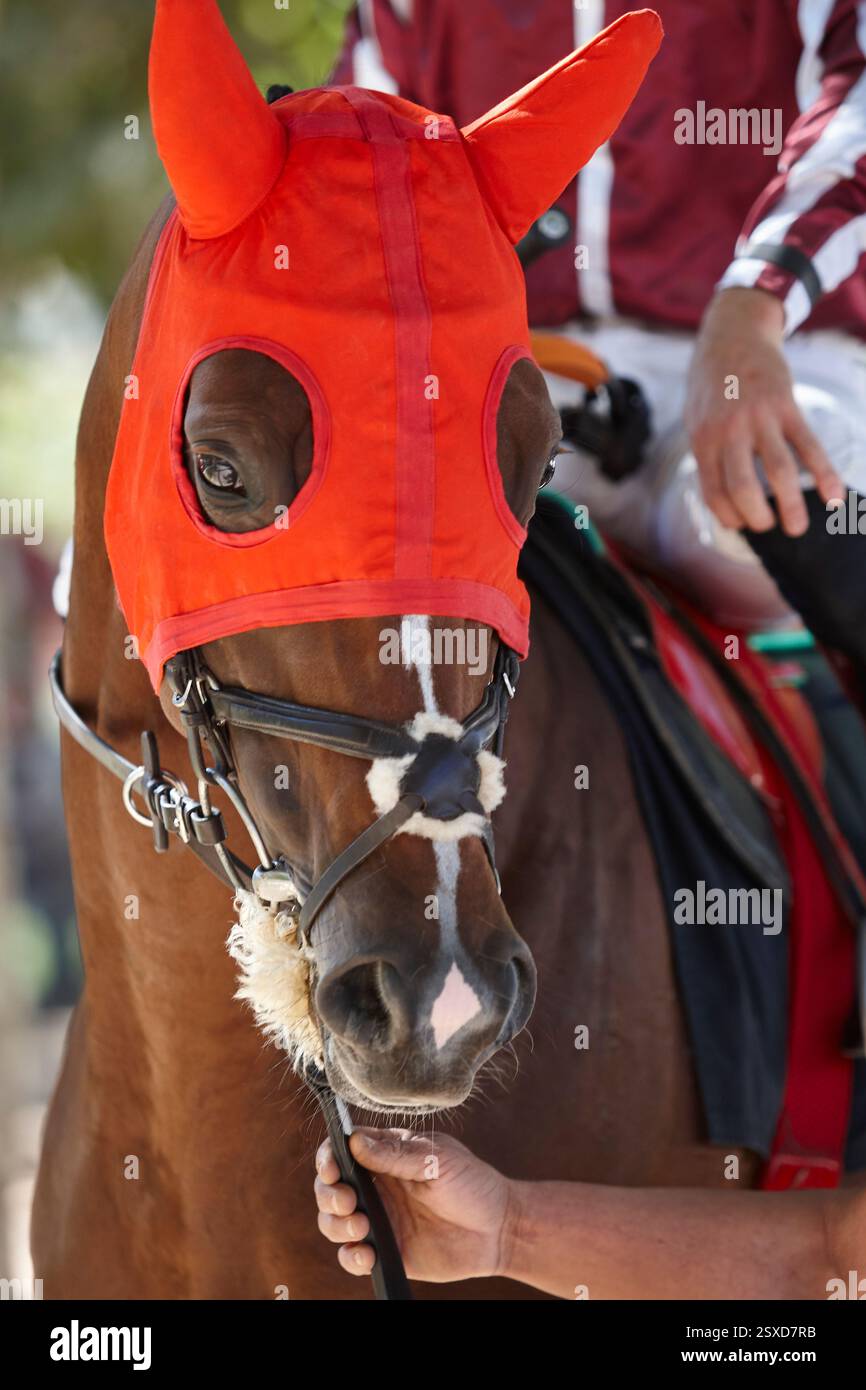 Détail tête de cheval de course. Pure race dans l'hippodrome. Derby Banque D'Images Détail tête de cheval de course. Pure race dans l'hippodrome. Derby Banque D'Images