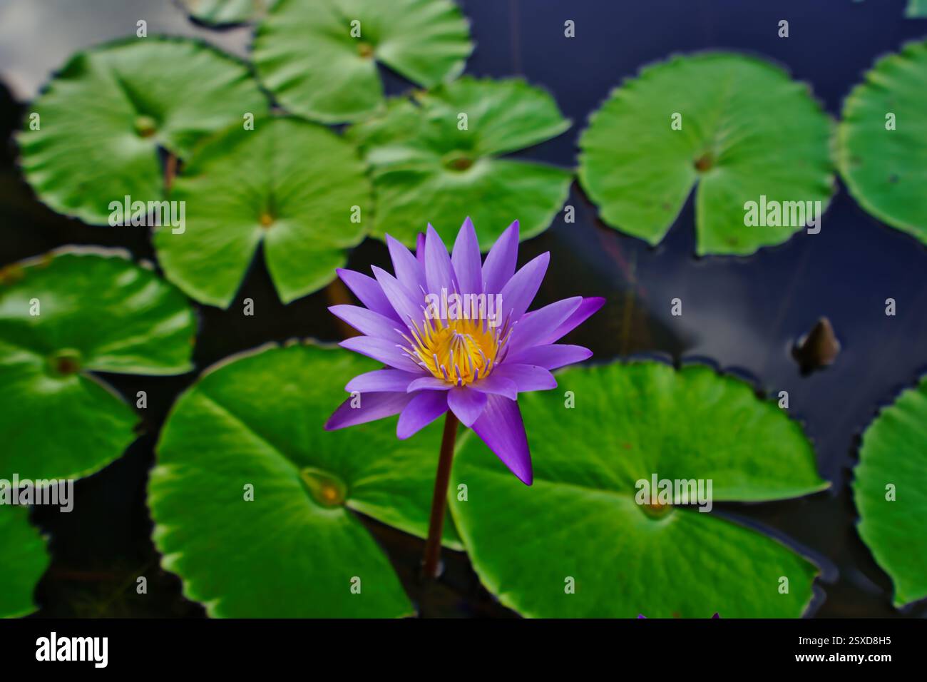 Haute résolution Macro belles fleurs de nénuphar bleu, également appelé lotus bleu, Nymphaea nouchali var. caerulea Banque D'Images