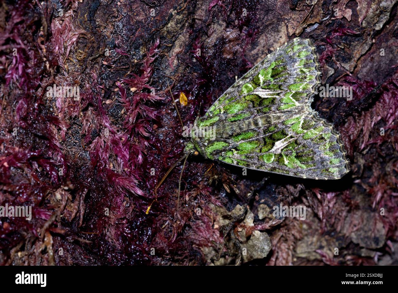 Trachée atriplicis, la teigne de l'orache, sur un arbre une nuit de septembre montrant de belles marques et détails - Raasepori, sud-ouest de la Finlande Banque D'Images