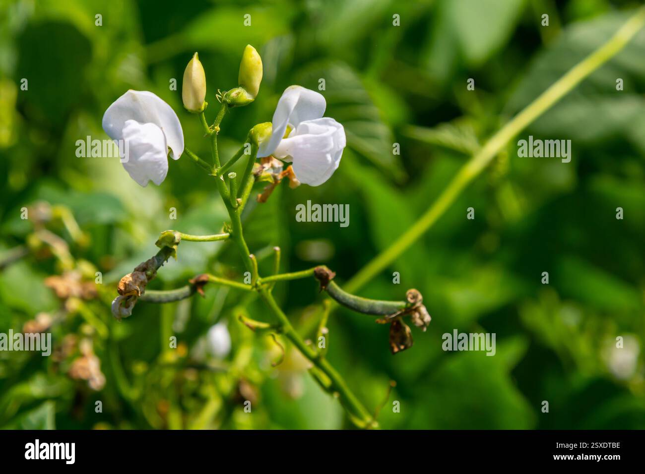 De délicats boutons floraux blancs jettent un coup d'œil à une plante verte luxuriante dans un jardin sous la lumière du soleil de midi, illustrant la beauté de la nature en pleine floraison duri Banque D'Images De délicats boutons floraux blancs jettent un coup d'œil à une plante verte luxuriante dans un jardin sous la lumière du soleil de midi, illustrant la beauté de la nature en pleine floraison duri Banque D'Images