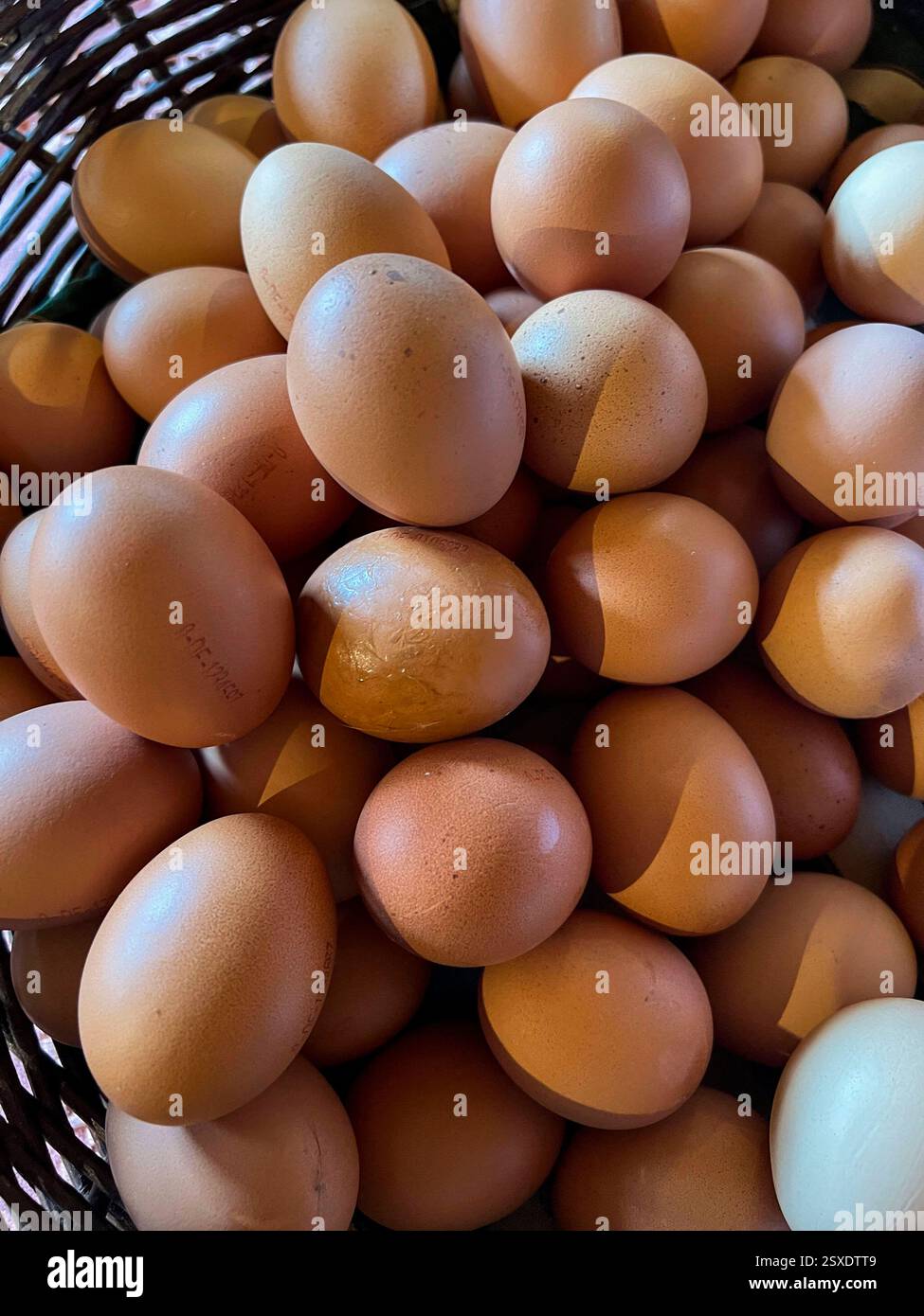 Hierzulande werden Eier knapp, weil die Nachfrage derzeit BEI Weitem das Angebot übersteigt. Grund fuer die angespannte Marktlage ist die Vogelgrippe-Archivbild 2024 - Korb mit Freiland Huehner Eiern Ei Braun im Hofladen Struve in Tapendorf Schleswig Holstein Schleswig Holstein Deutschland *** les œufs sont en pénurie en Allemagne parce que la demande est actuellement largement supérieure à l'offre la situation de marché tendue est la grippe aviaire Archive image 2024 panier d'œufs Egg Brun magasin d'œufs en libre dans la ferme de poulets de Strugg Holleswif Schleswif Holleswif Schlesstein Holleswif Allemagne Banque D'Images