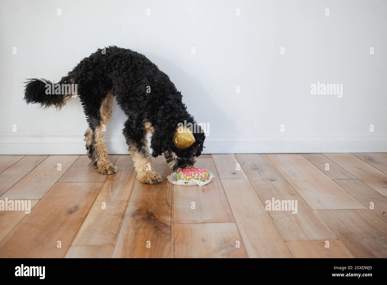 chien avec un chapeau de fête mangeant un gâteau d'anniversaire Banque D'Images