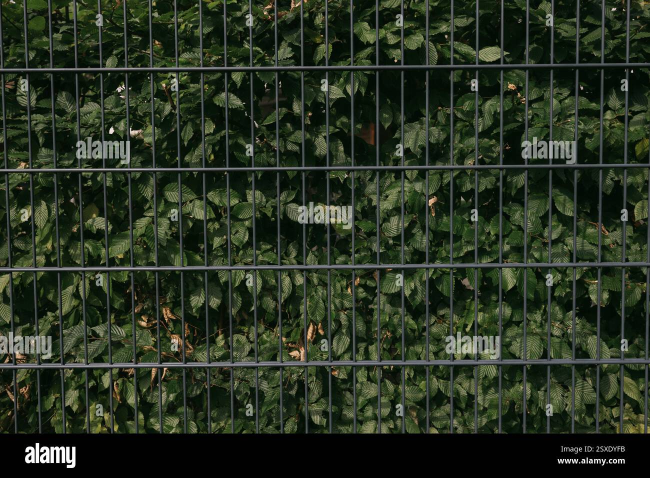 Haie derrière une clôture verte Banque D'Images