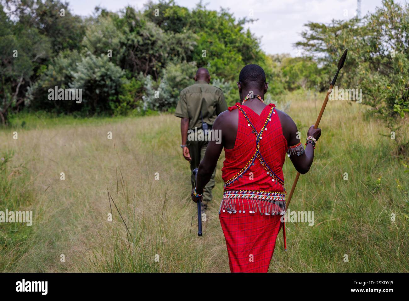 Un membre de la tribu Masai et garde forestier dans le Masai Mara du Kenya. Banque D'Images