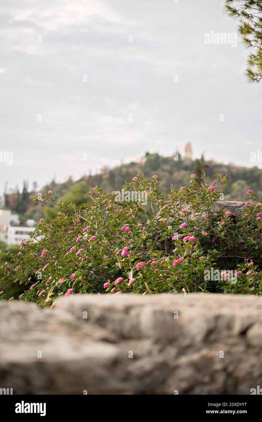 Fleurs roses au point avec une vue floue sur Lycabettus Hill Banque D'Images