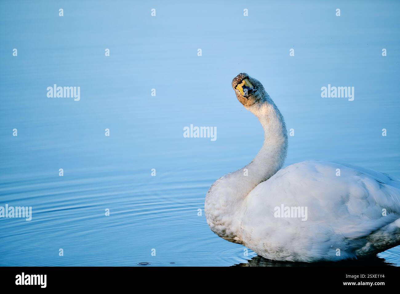Cygne blanc tournant la tête sur l'eau bleue Banque D'Images