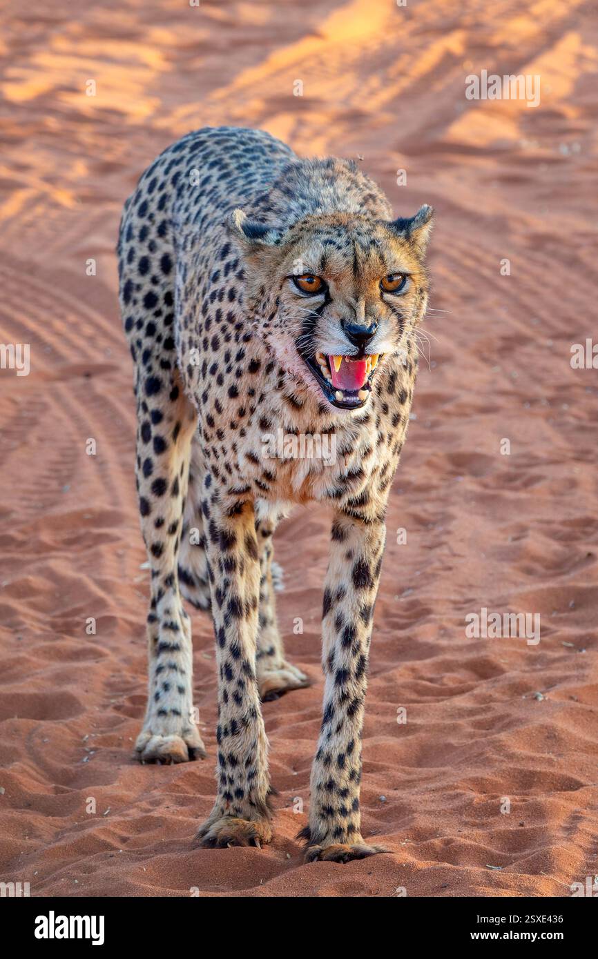 Gros plan d'un guépard en colère rugissant dans le désert du Kalahari, Namibie, Afrique Banque D'Images
