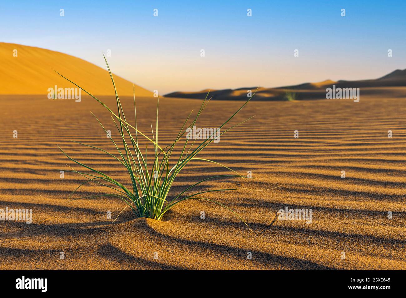 ERG Chigaga est un vaste désert de dunes de sable au Maroc. Banque D'Images