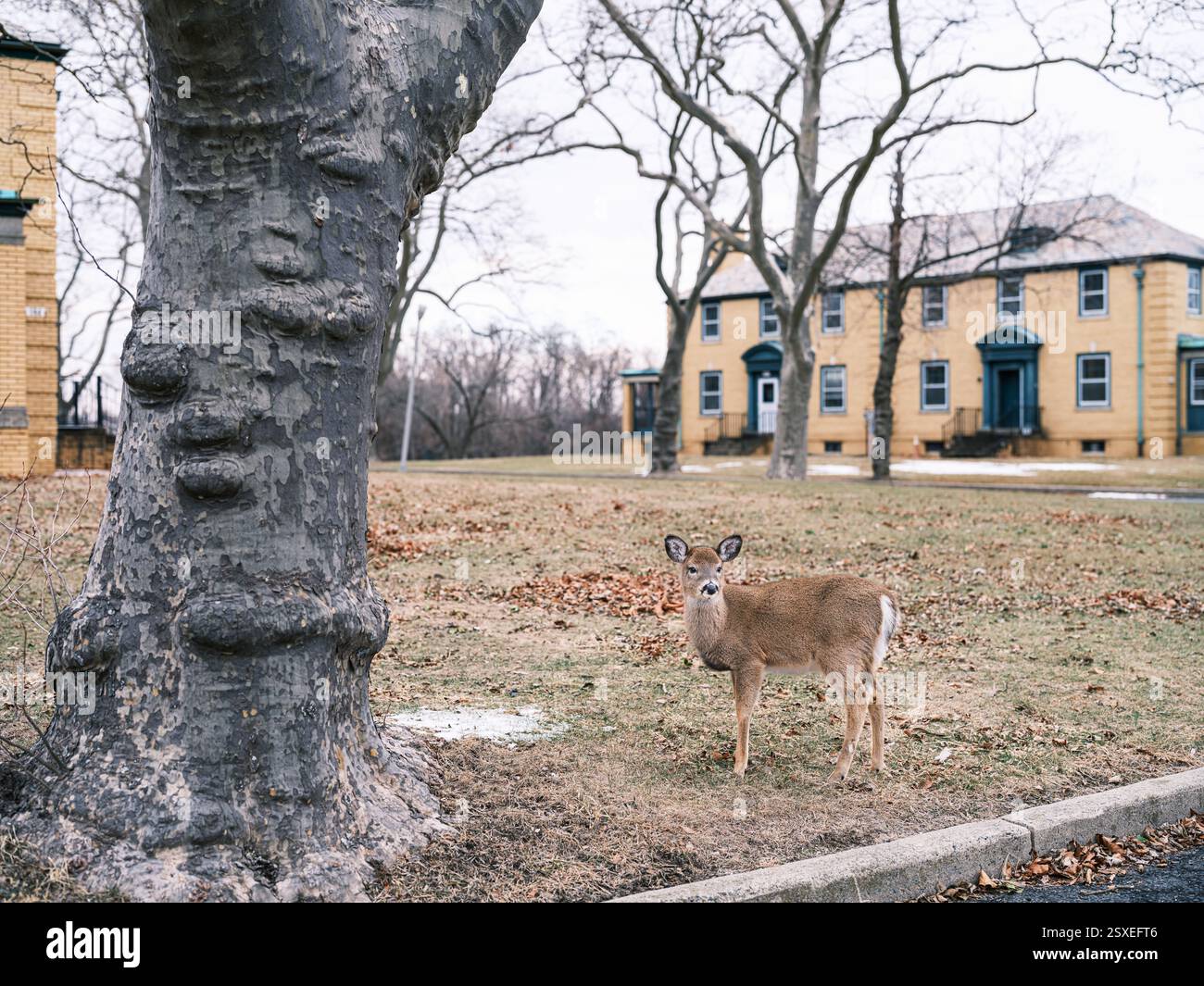 Un cerf paisible se dresse au premier plan à Sandy Hook, avec des arbres et des bâtiments historiques en arrière-plan. Le cadre hivernal ajoute à la sérénité. Banque D'Images