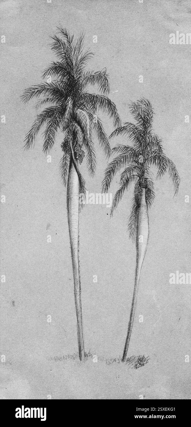 Deux palmiers, Elihu Vedder, américain. Une représentation de deux palmiers par l'artiste américain Elihu Vedder, capturant les formes uniques et la présence de ces arbres dans un cadre naturel. Banque D'Images