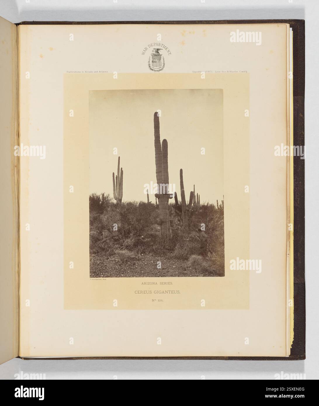 Cette photographie de 1871 de Timothy H. O'Sullivan capture le majestueux cereus giganteus, un grand cactus, mettant en valeur son talent dans la photographie argentée à l'albumen. Banque D'Images