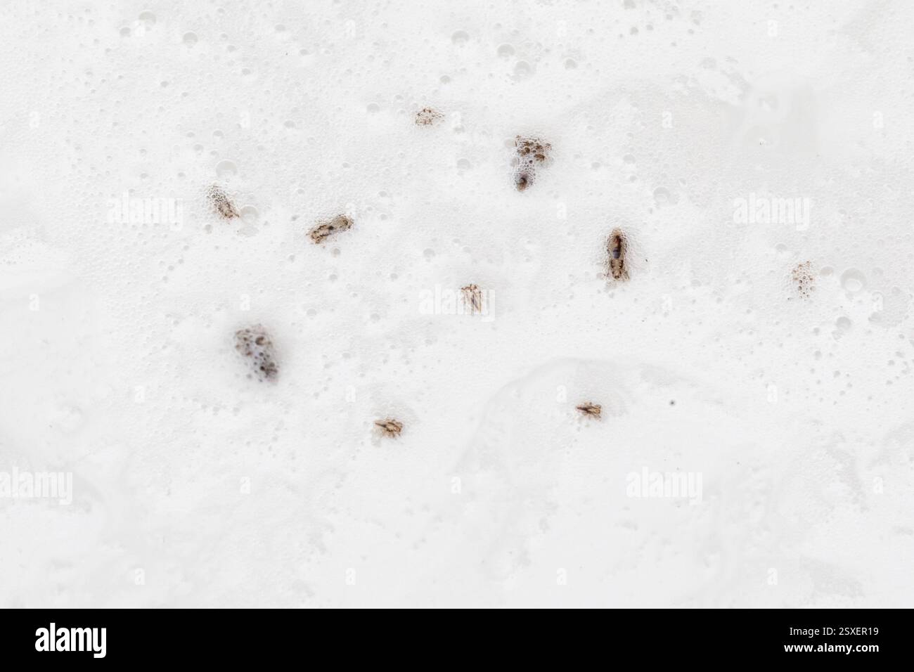 Poux de tête flottant dans des mousses de shampooing blanc, illustrant le concept de traitement capillaire et d'élimination des parasites Banque D'Images