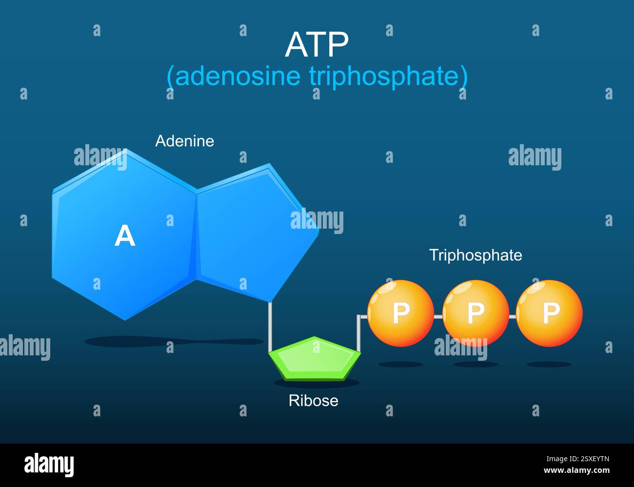 Molécule ATP. Formule structurale chimique moléculaire et modèle de l'adénosine triphosphate. Modele a bille et a bâton de L'ATP. Énergie cellulaire. Partie de Krebs c Illustration de Vecteur