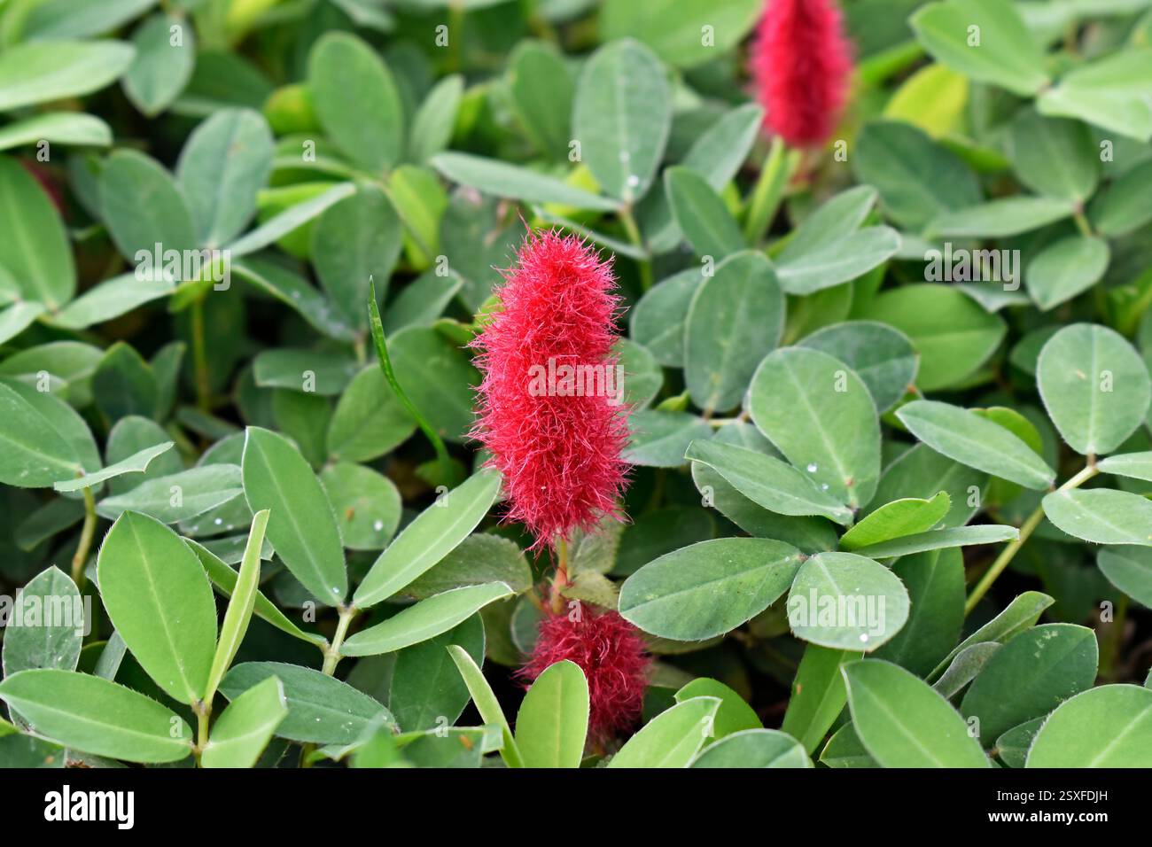 Plante de chenille Firetail ou chenille naine (Acalypha pendula) sur le jardin Banque D'Images