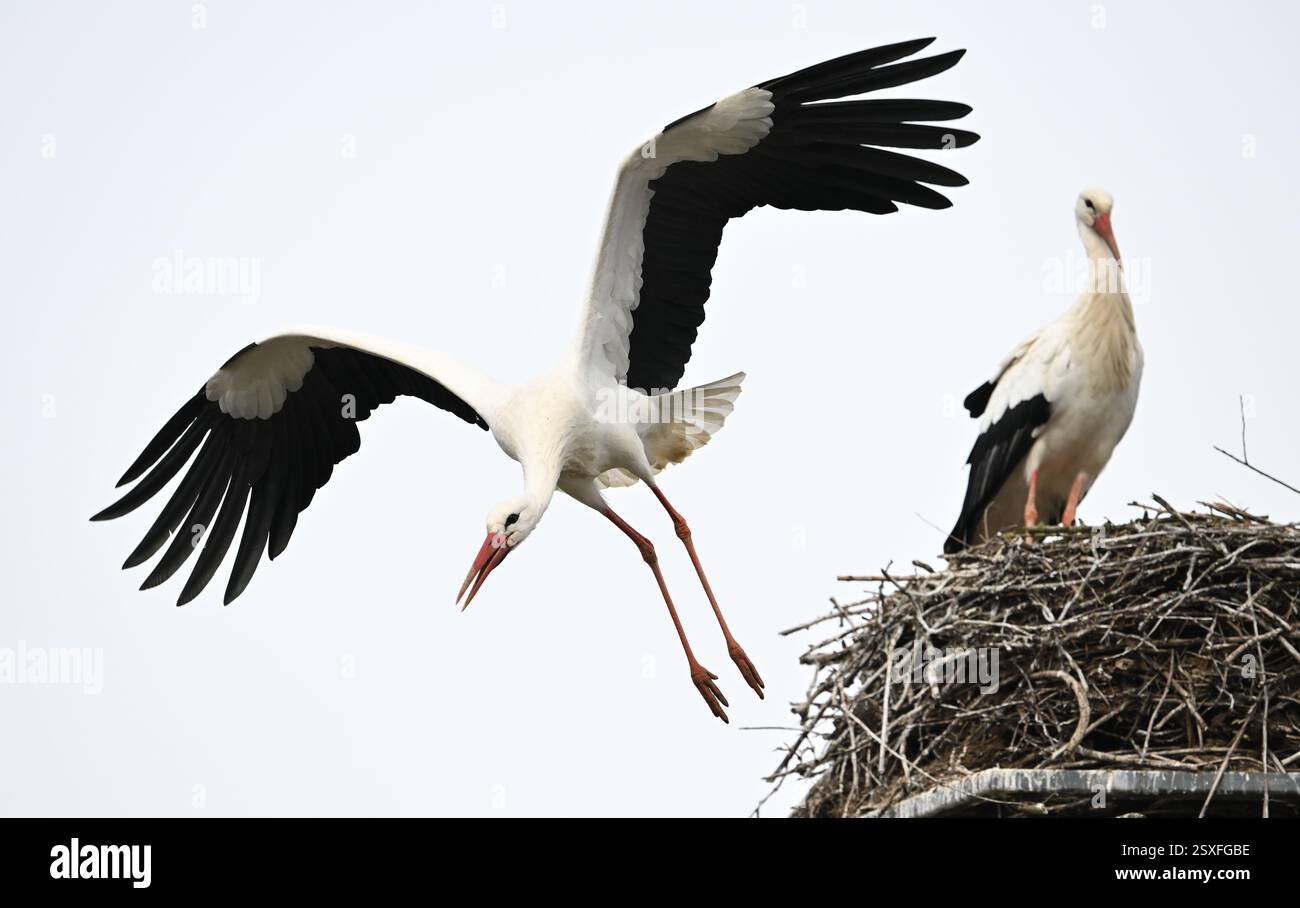 Bensheim, Allemagne. 24 février 2025. Une cigogne quitte son nid à la recherche de nourriture. De nombreuses cigognes se sont installées dans le village de la Bergstrasse de Hesse. Crédit : Arne Dedert/dpa/Alamy Live News Banque D'Images