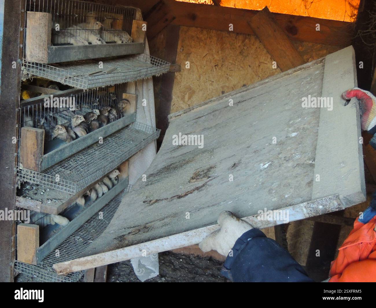 mains gantées du fermier insérant le substrat nettoyé dans la cage avec des cailles domestiques dans un poulailler en bois, nettoyage de la cage à plusieurs niveaux avec de petits oiseaux Banque D'Images