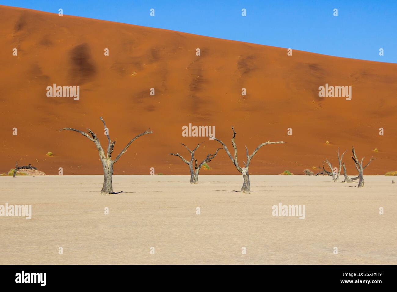 Les étranges squelettes d'arbres morts de Dooievlei, contre les hautes dunes rouges de la région de Sossusvlei de la vaste mer de sable du Namib. Banque D'Images