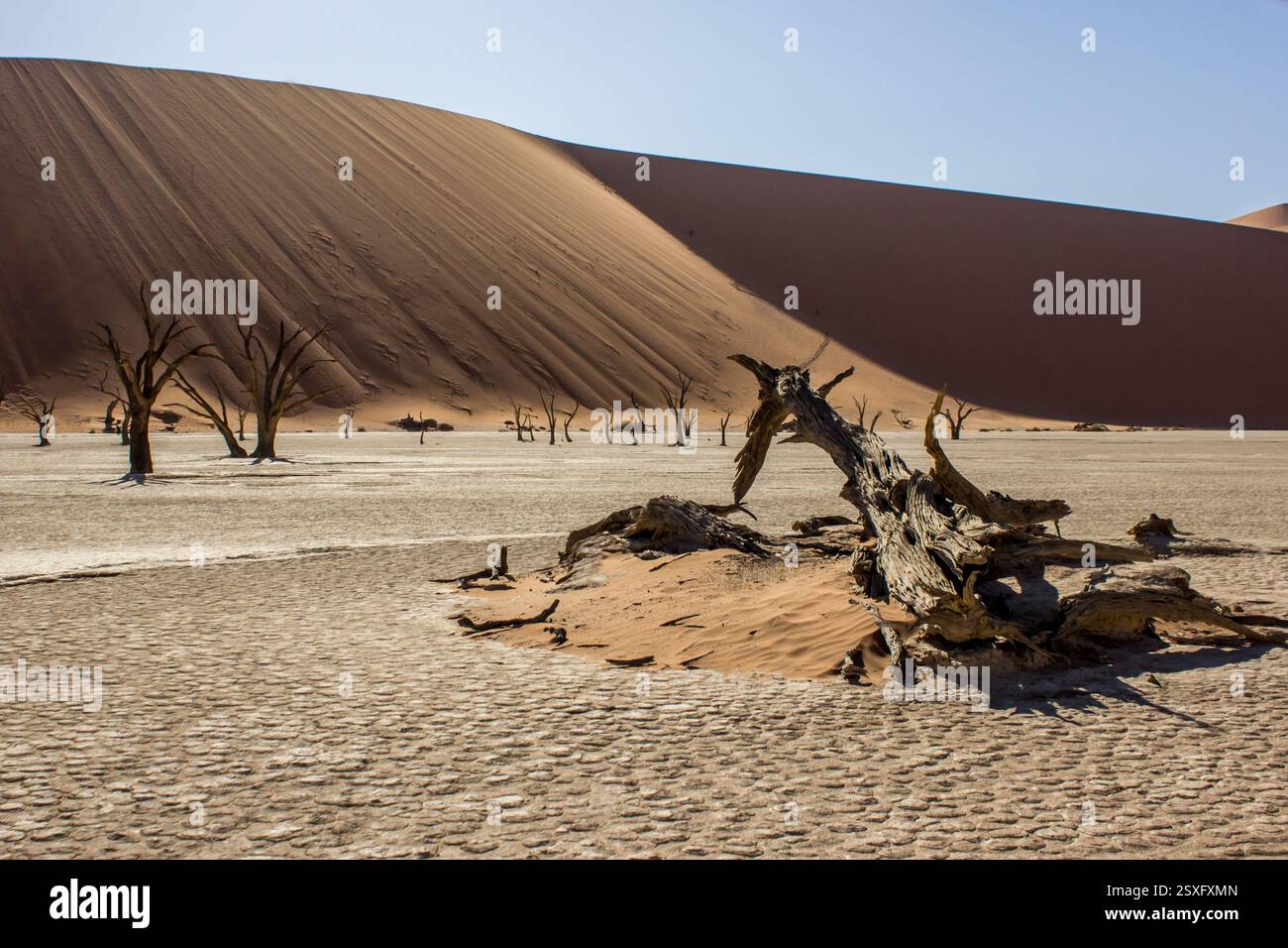 L'un des anciens camélidés morts de Dooievlei qui est tombé avec les hautes dunes rougeâtres du désert du Namib en arrière-plan. Banque D'Images