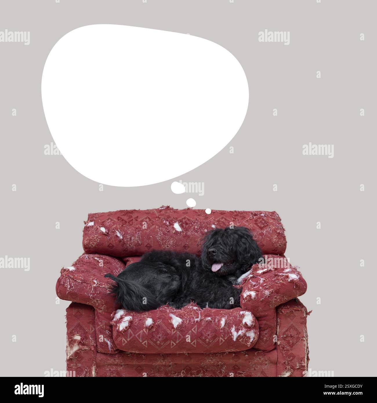 Beau chien allongé sur un fauteuil endommagé et pensant, bulle de pensée vierge avec espace de copie Banque D'Images