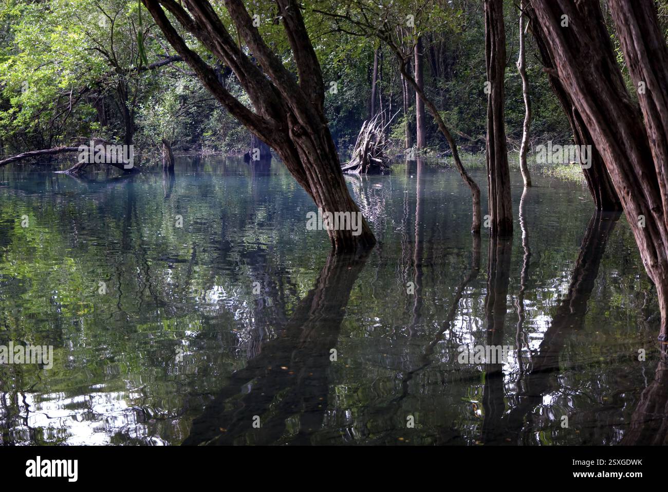 La splendide eau du cratère Azul près de Flores, Guatemala Banque D'Images