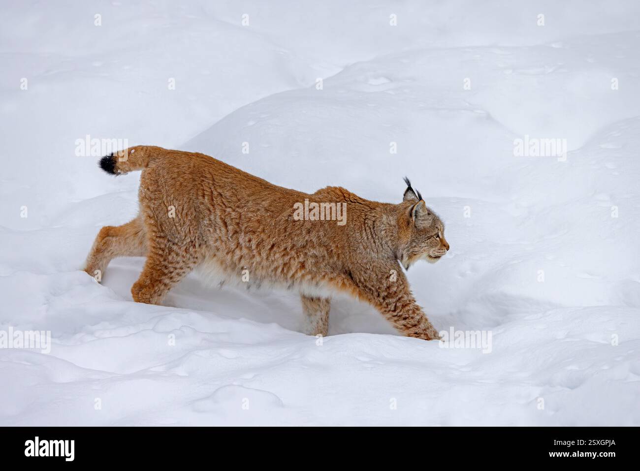 Lynx eurasien / lynx du Nord (Lynx lynx lynx) chasse dans la neige profonde en hiver, Scandinavie Banque D'Images