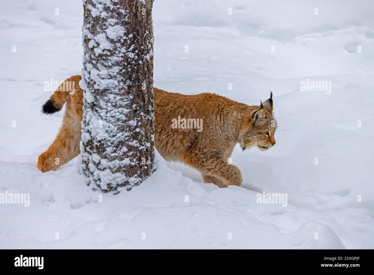 Lynx eurasien / lynx du Nord (Lynx lynx lynx) marchant devant l'épinette tout en chassant dans la neige profonde en hiver, Scandinavie Banque D'Images