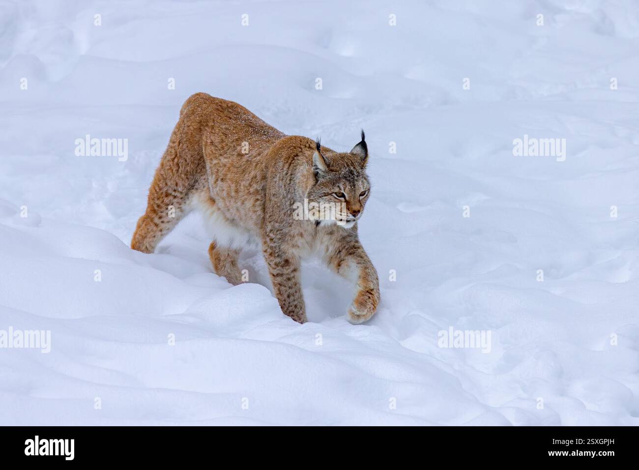 Lynx eurasien / lynx du Nord (Lynx lynx lynx) chasse dans la neige profonde en hiver, Scandinavie Banque D'Images