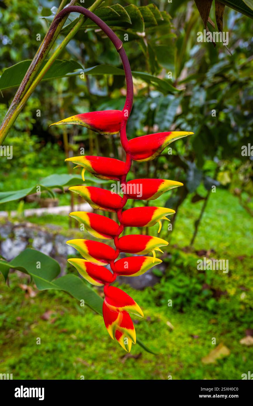 Heliconia rostrata, la griffe de homard suspendue, fausse fleur d'oiseau de paradis Banque D'Images Heliconia rostrata, la griffe de homard suspendue, fausse fleur d'oiseau de paradis Banque D'Images
