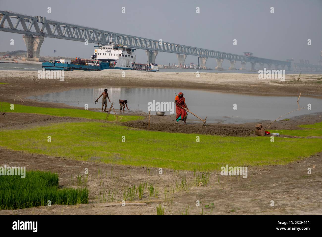 Une femme laboure le lit sec de la rivière Padma avec ses mains, car elle n'a ni animaux ni tracteur, sous le pont polyvalent Padma pendant la saison sèche Banque D'Images
